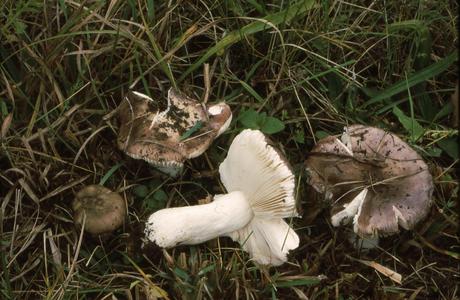 Grünvioletter Täubling (Russula violacea) - © Helmut Pidlich-Aigner